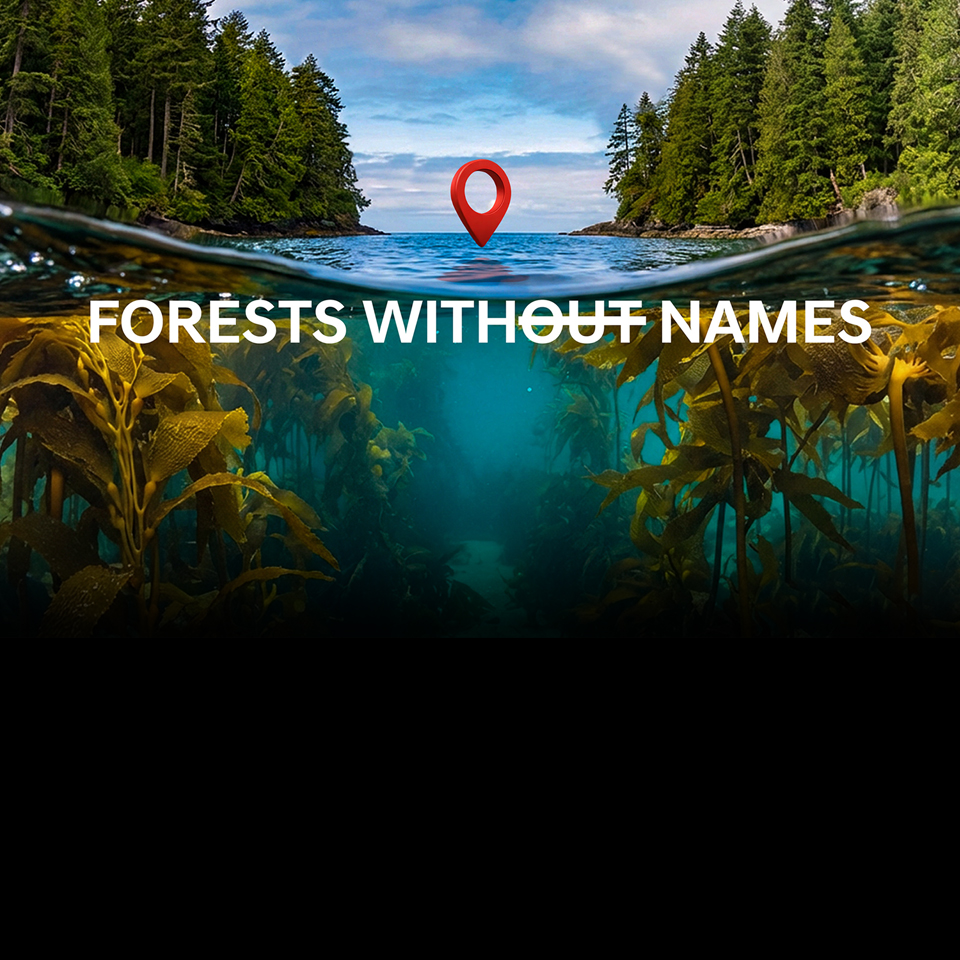“Forests Without Names” campaign main visual
