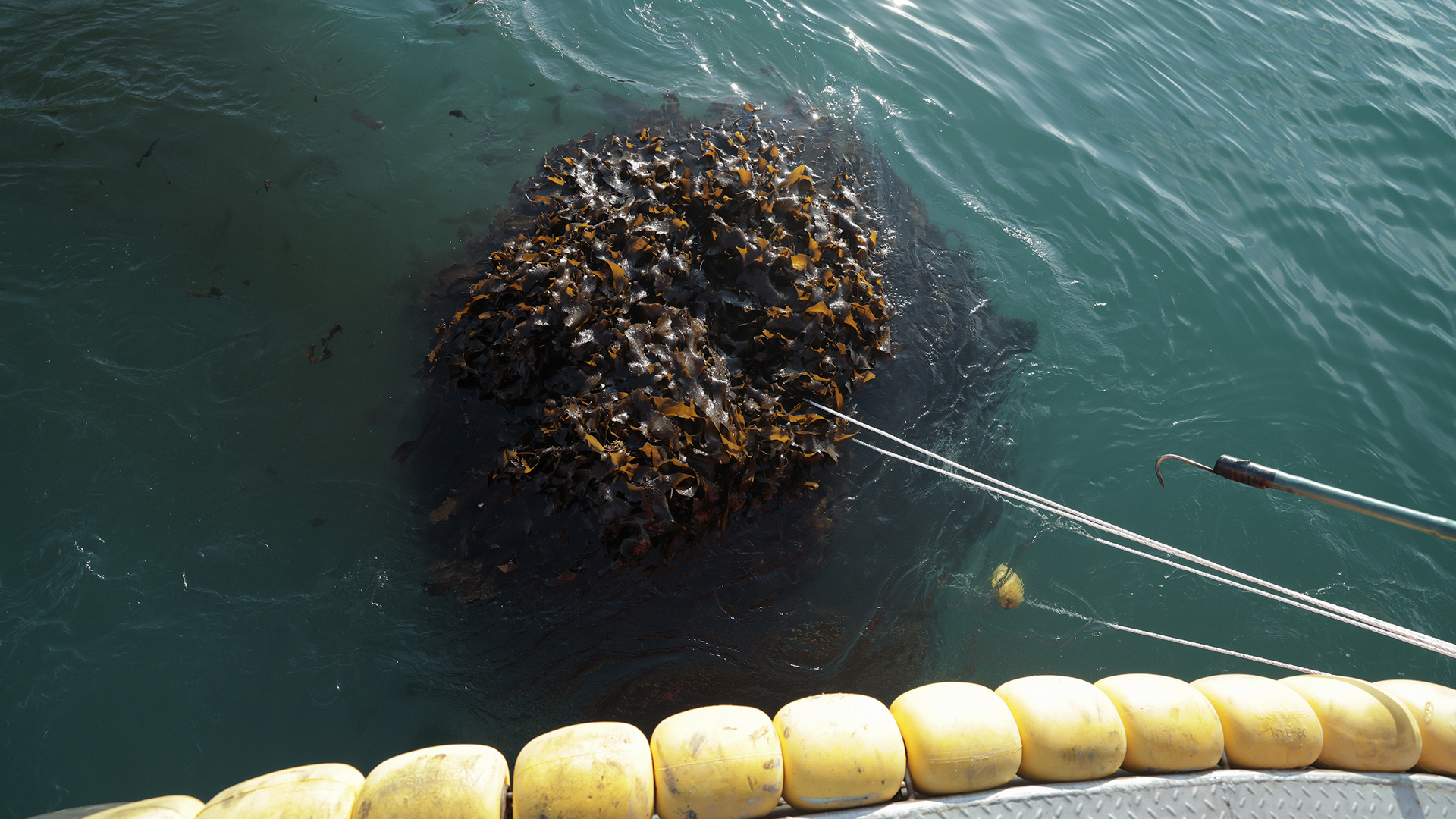 Top-down view of a sea forest restoration structure