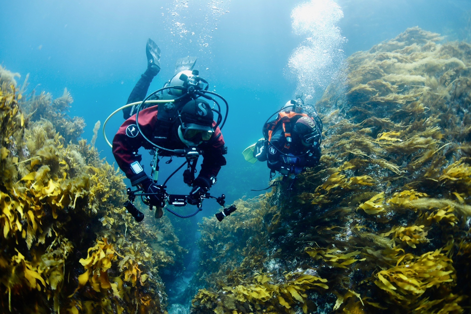 Diver exploring a seaweed bed for a sea forest ecological survey