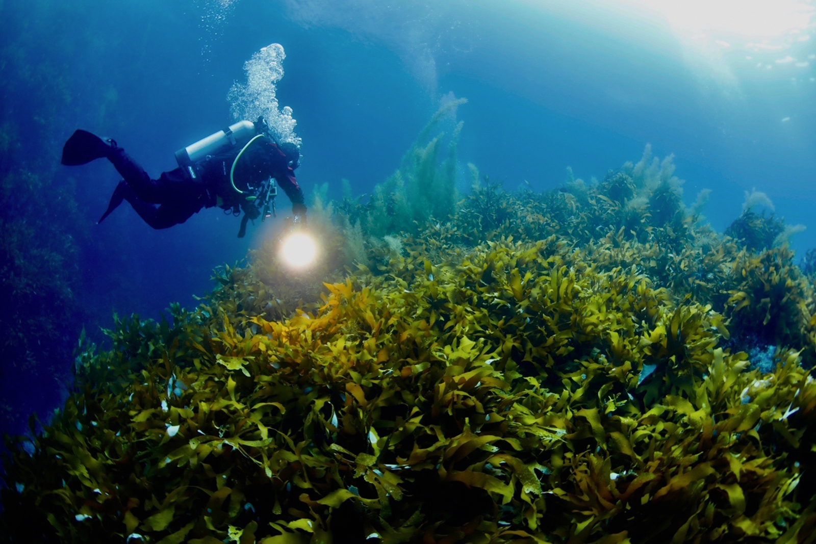 Diver conducting ecological monitoring in a sea forest where seaweed is growing
