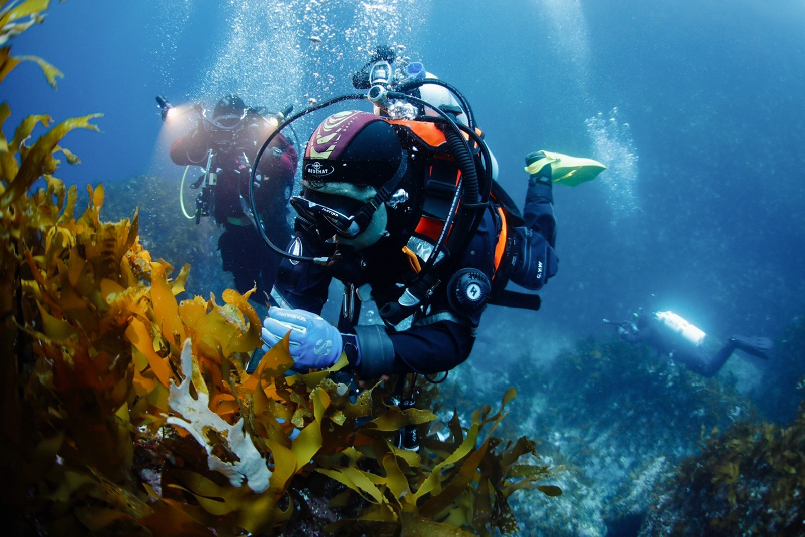 Diver conducting ecological monitoring in a sea forest where seaweed is growing