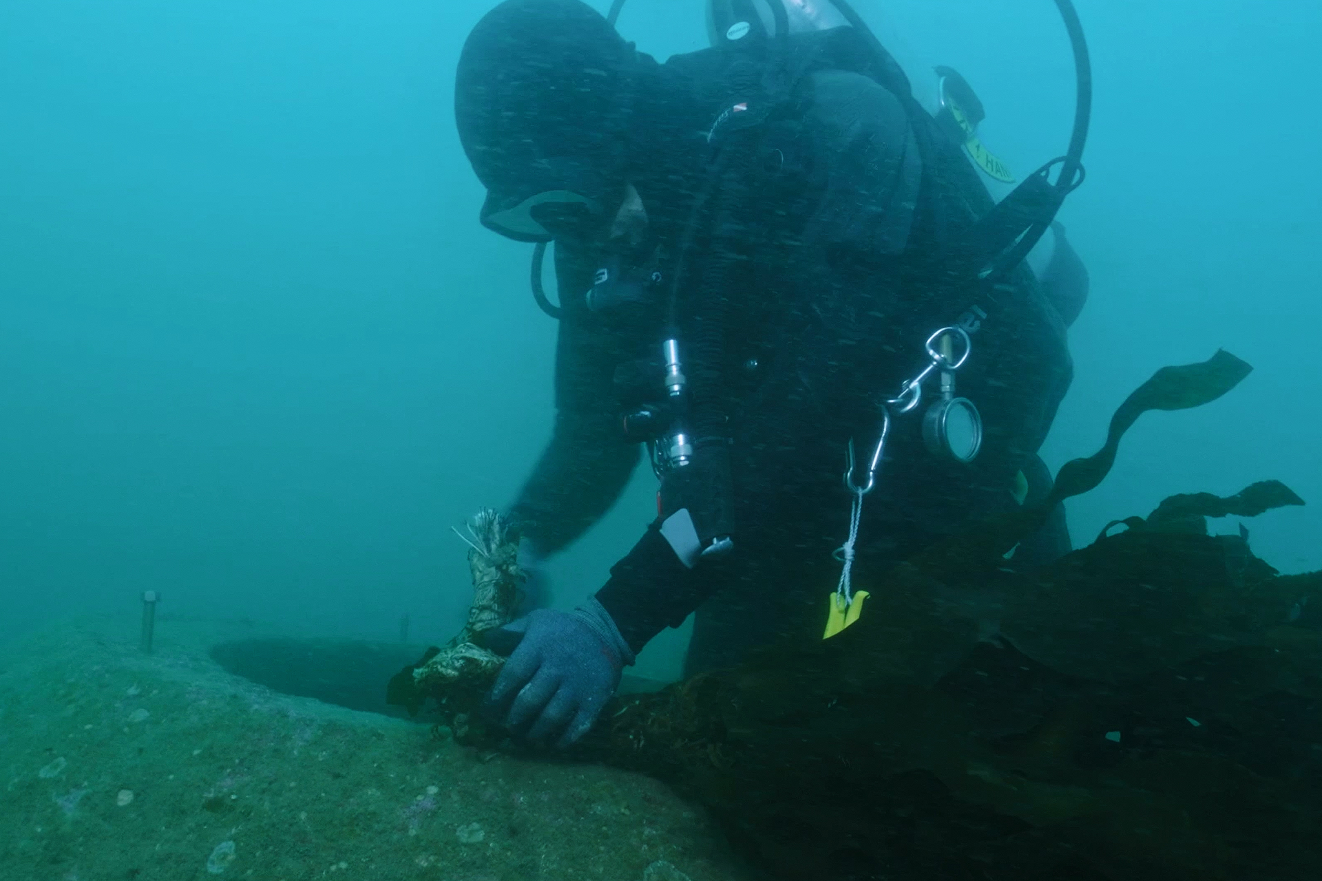 Diver directly transplanting seaweed underwater